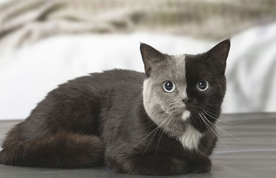Este curioso gatito nacido con "dos caras" ha crecido hasta convertirse en un gato precioso