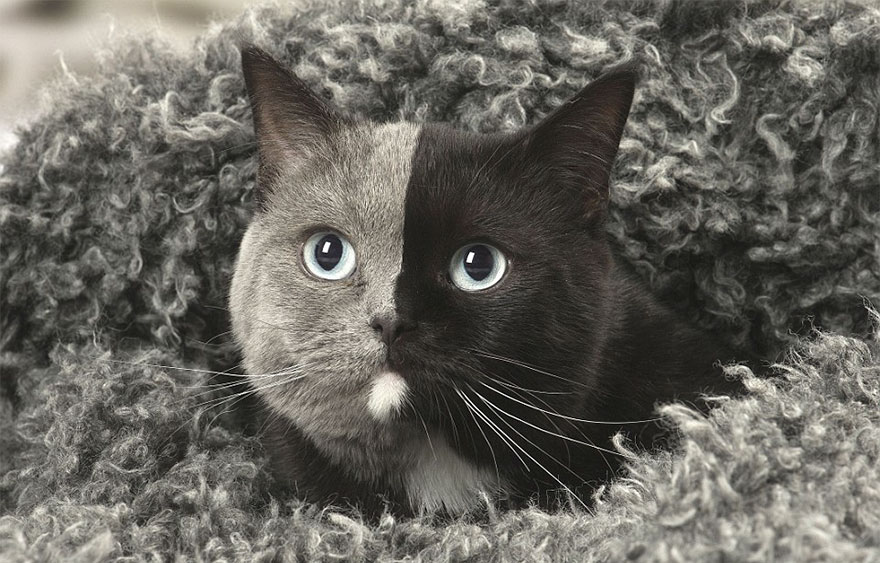 Rare Kitten Born With 'Two Faces' Grows Up Into The Most Beautiful Cat Ever