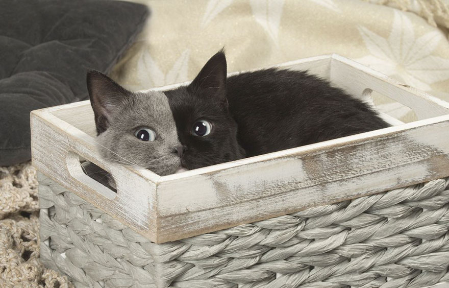 Este curioso gatito nacido con "dos caras" ha crecido hasta convertirse en un gato precioso