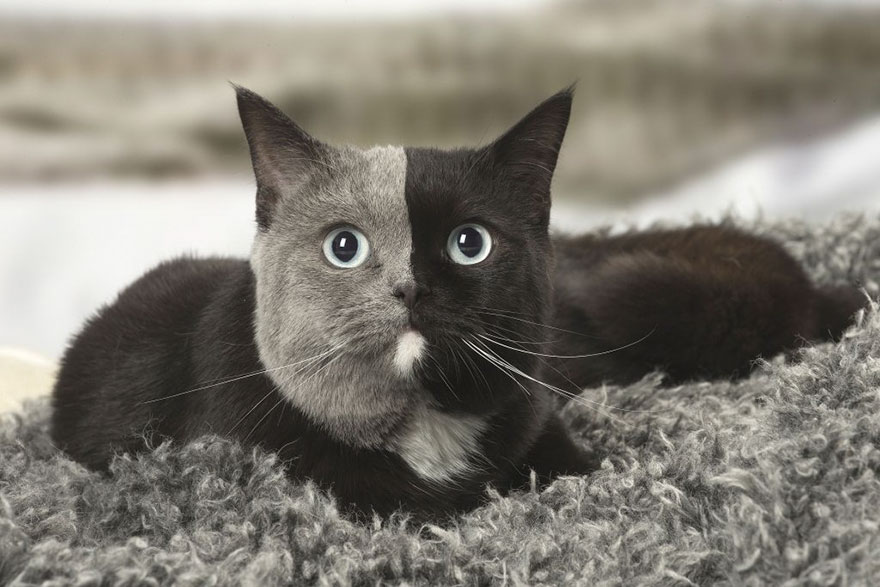 Rare Kitten Born With 'Two Faces' Grows Up Into The Most Beautiful Cat Ever