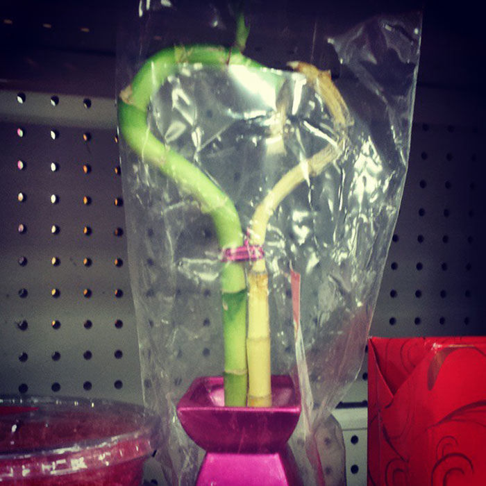 Pretty Sure That 1/2 Of This Valentine's Bamboo Heart Plant Is Dead
