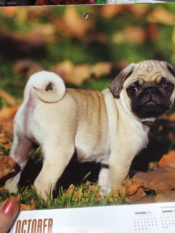 Photoshop Fail For October Puppy. How Does He Poo?