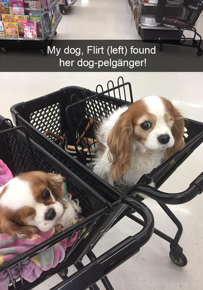Funny-Dogs-Photos-Snapchats