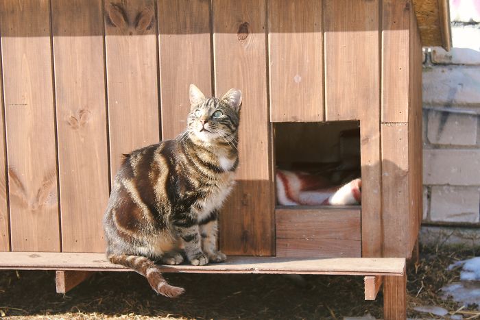 Stray Cats Of Riga Are In Need Of Your Help