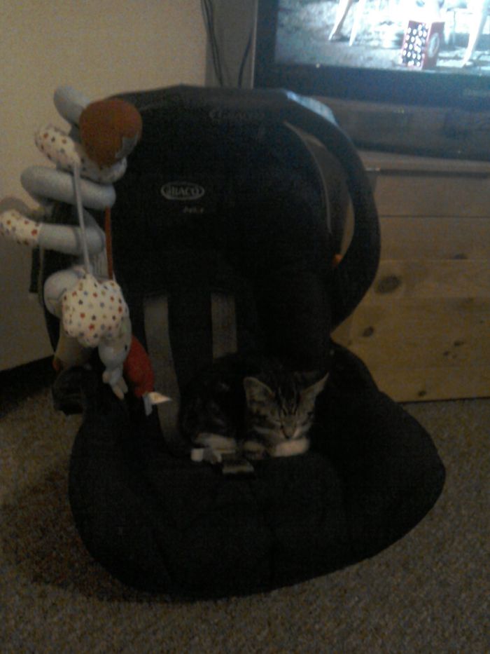 No Human, You Cannot Transport Your Infant Child, This Car Seat Is Mine Now.