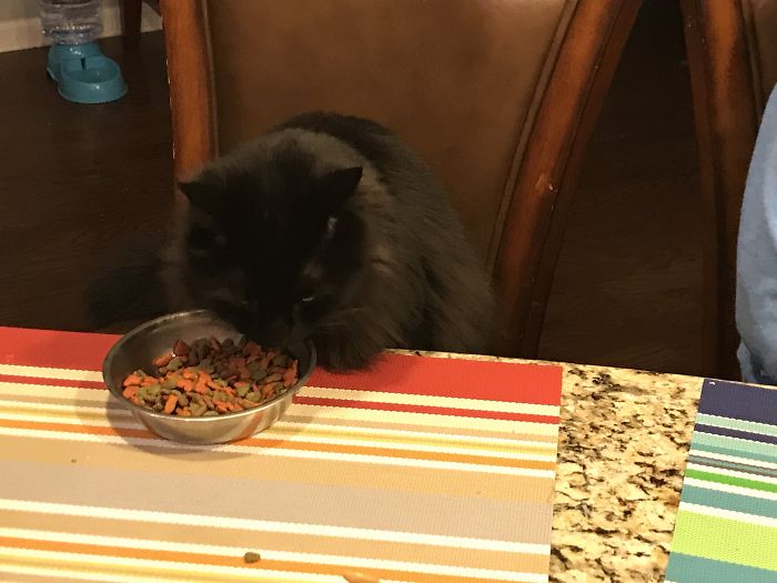 Murphy Our Rescue Cat Eats When My Son Sits At The Island. He Doesn’t Climb On The Counter And Sits And Eats Meals With Us...