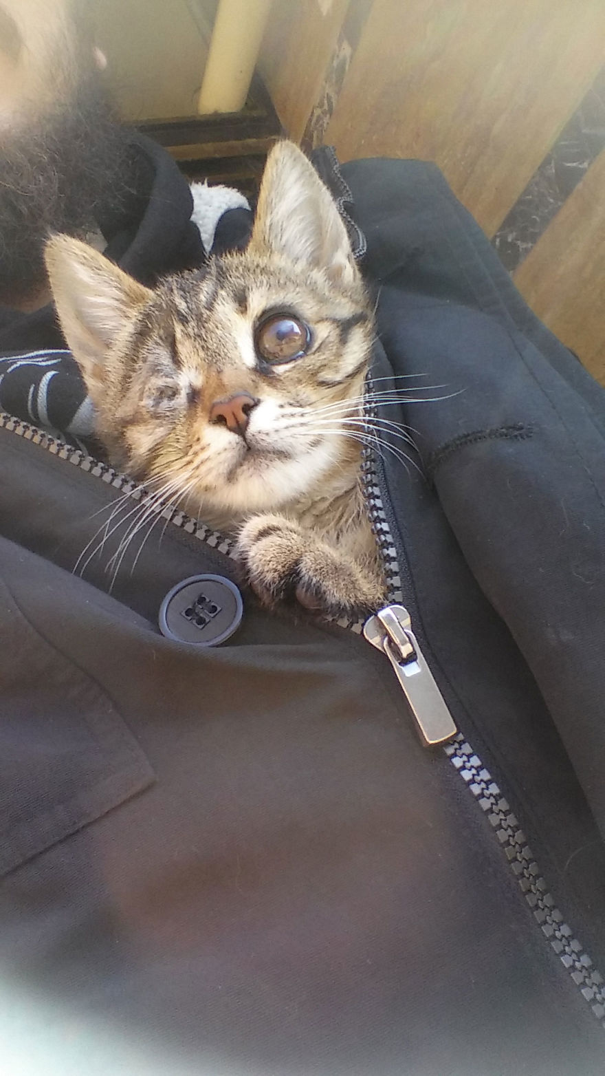 Guy Finds A Dying Kitten With Only One Eye In The Streets, Does Everything He Can To Save Her Life