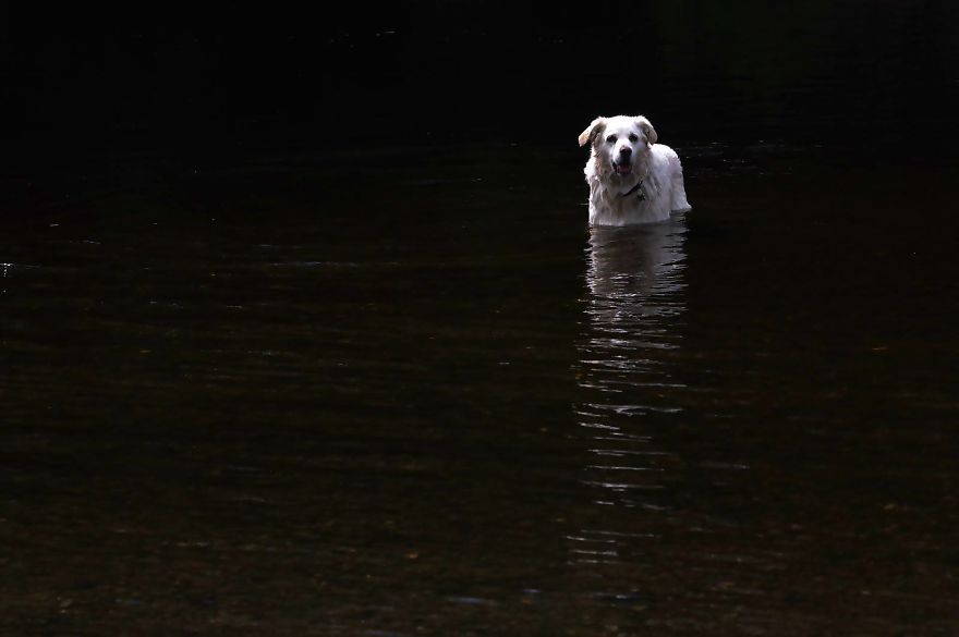 I Love Photographing Dogs Playing In And Around Water