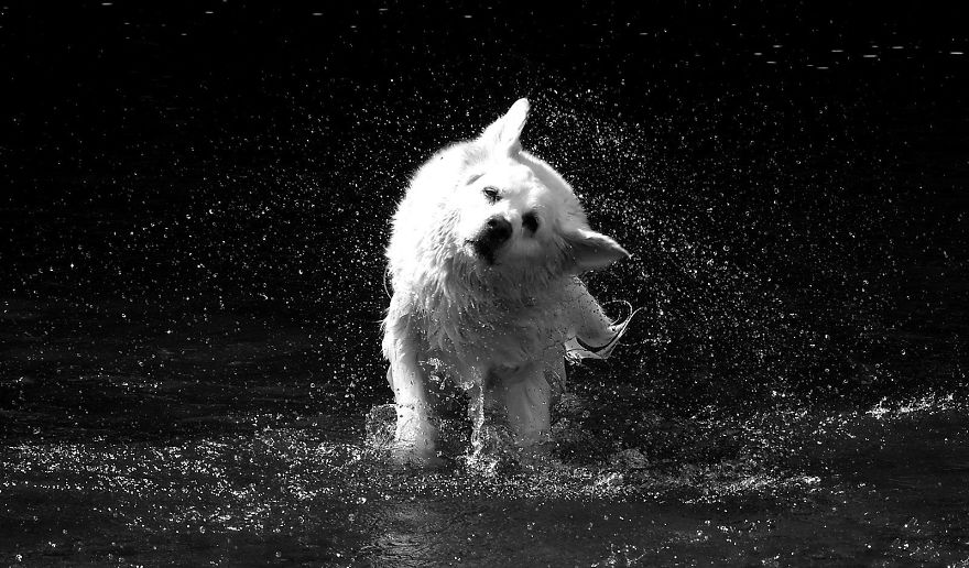 I Love Photographing Dogs Playing In And Around Water