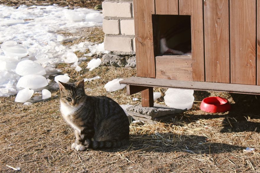 Stray Cats Of Riga Are In Need Of Your Help