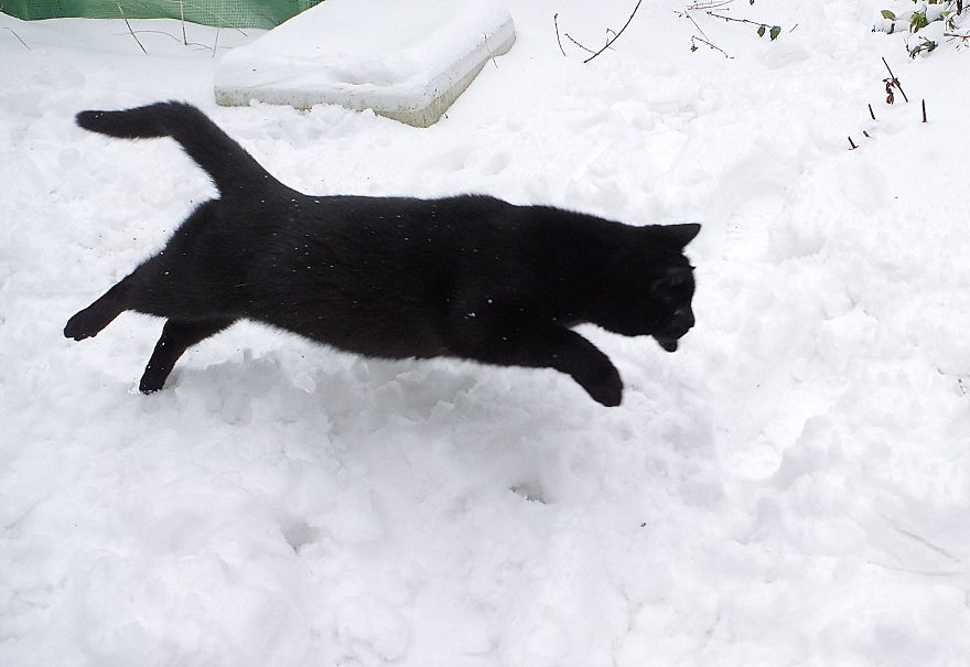 Our Neighbour's Black Cat Came To Our Garden To Play, And Went Crazy In The Snow