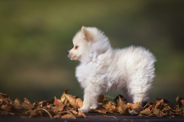 My Hero: Puppy – The Hungarian Dog