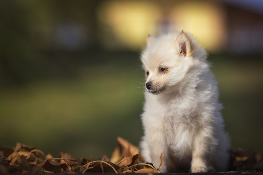 My Hero: Puppy - The Hungarian Dog