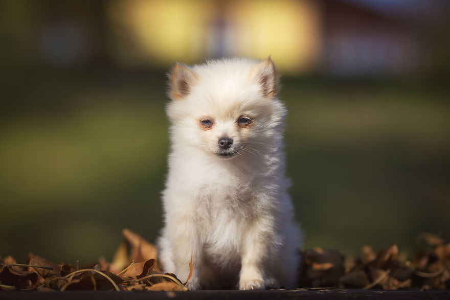 My Hero: Puppy - The Hungarian Dog