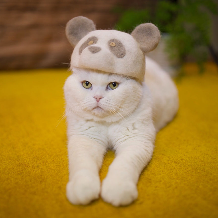 Japanese Couple Makes Hats For Their Cats Using Their Own Hairs And The Result Is Adorable
