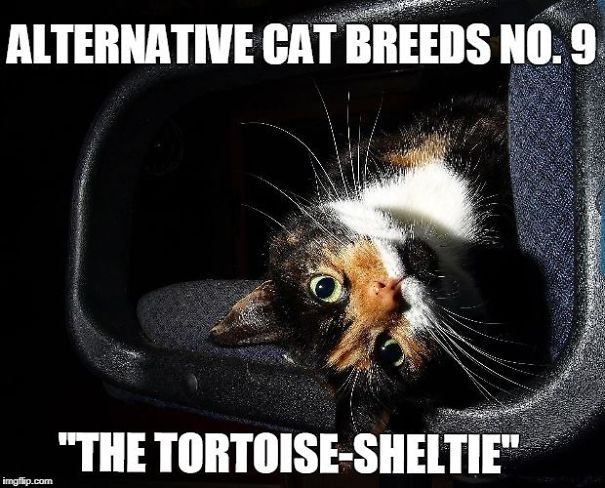 40 Alternative Cat Breeds