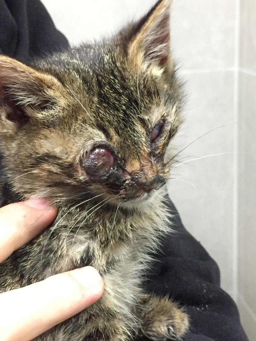 Guy Finds A Dying Kitten With Only One Eye In The Streets, Does Everything He Can To Save Her Life