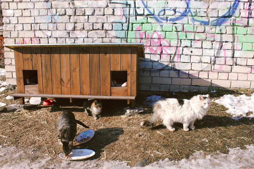 Stray Cats Of Riga Are In Need Of Your Help