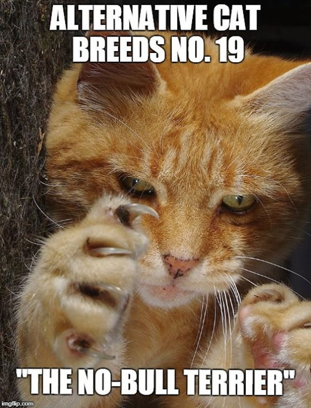 40 Alternative Cat Breeds