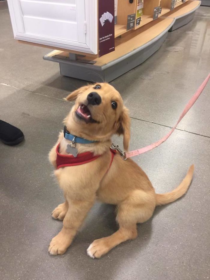This Is Ralph. It's His First Time Out In Public. 11/10 Good Boy