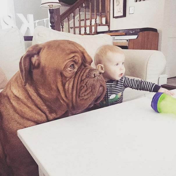 My 1-Year-Old Kid And 150 Lb Mastiff Are Best Friends