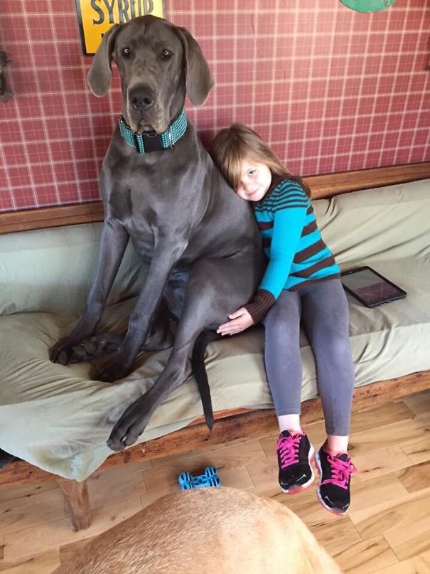My 7-Year-Old Daughter And A 10 Month Old Great Dane Pup