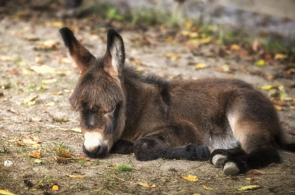 Lovely Baby Donkey