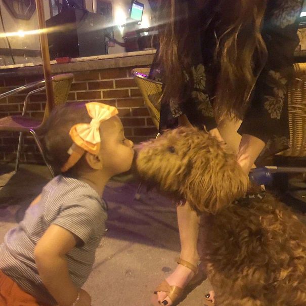 A Little Girl & Her Family Were Walking By My GF, Dog, And I Yesterday Evening While We Were Eating Outside At A Restaurant. The Little Girl's Mom Stopped & Asked If Her Daughter Could Pet Our Dog. We Said: "Of Course!" Then The Little Girl Walked Up To Our Dog, Leaned In, & Gave Our Pup A Smooch