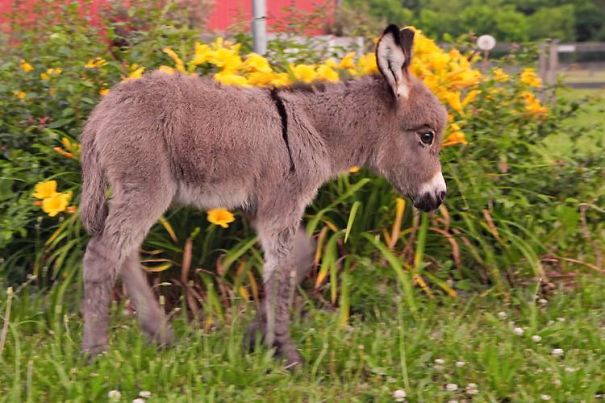 Opie, The Baby Mini Donkey, The Newest Member Of Our Farm