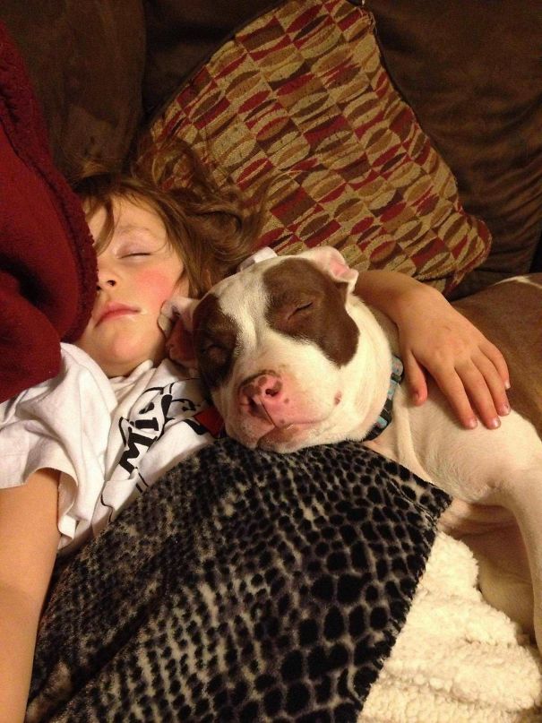 Ferocious Pit Bull Smothers Small Child