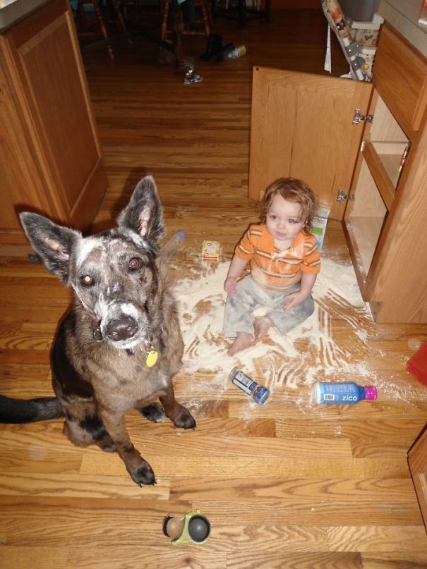 My Friend's Son And His Canine Accomplice Got Into The Kitchen Cabinet