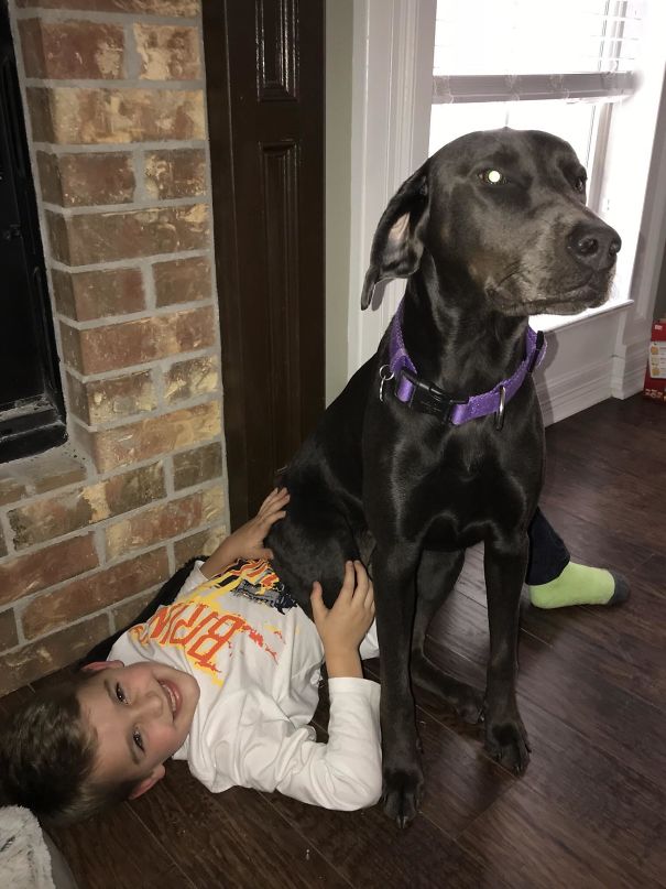 Doggo Can’t Stand When My Son Goes To School. She Sat On Him This Morning So He Wouldn’t Leave
