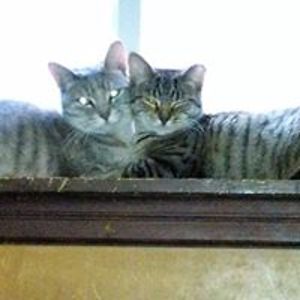 archiesmom123 avatar