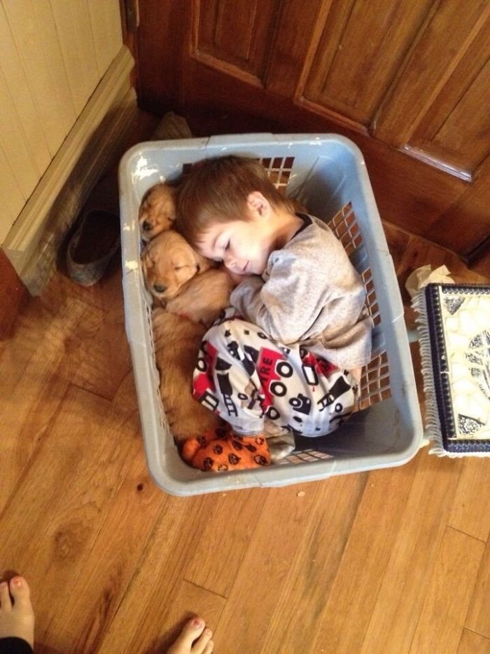Se ha dormido con los cachorros en el cesto