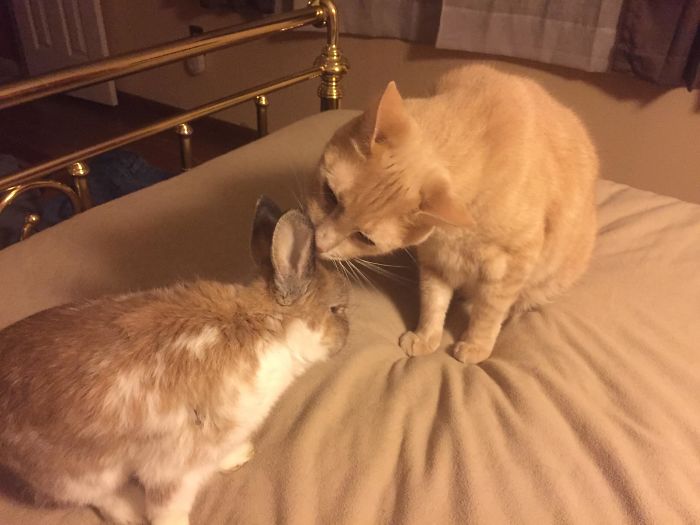 My Rabbit Is 10-Years-Old And Has Trouble Cleaning Himself Now. Colby Stepped Up To The Plate