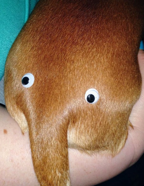 My Boyfriend Ordered 500 Googly Eyes "For Reasons" And This Is One Of The First Things He Did