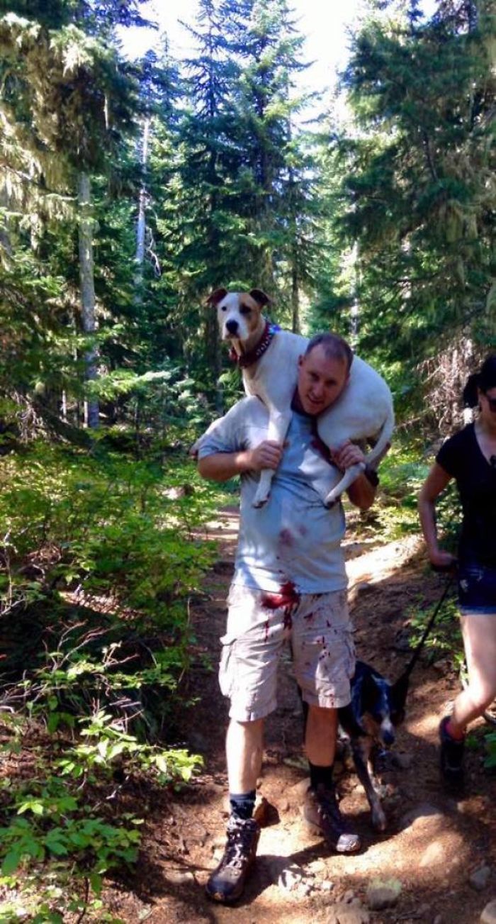 Kind Stranger! While Hiking This Dog Sliced An Artery In Her Foot. A Man Happened To Be Passing Right When This Happened And It Truly Was Fate Since The Girl Could Not Carry A 70lb Dog Up The Steep Trail. Dave, Wouldn't Accept Money Or A Gift Card, He Just Wanted A Picture