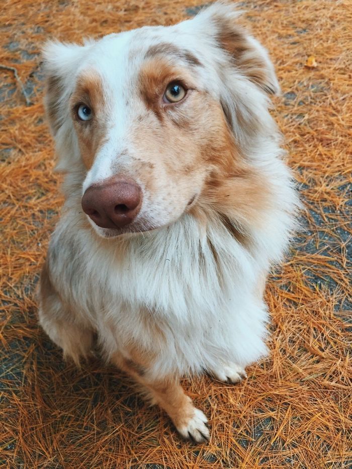 Took My Aussie For A Walk Today! Got This Shot Of Her As I Was About To Throw Her Ball