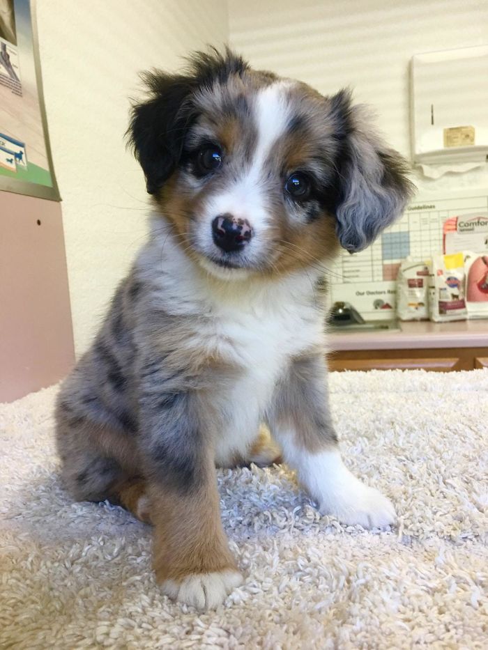 First Day With My Pupper. Meet Skye, The Mini Aussie!