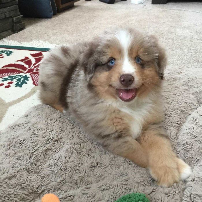 Meet Indy He's My 8 Week Mini Aussie Shepherd. He Finally Sat Still For A Second And I Got This Pic
