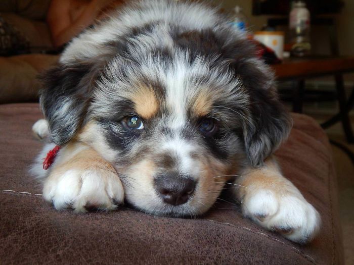 Meet Spud, The Most Well Behaved (And Photogenic) Rescue Aussie Pup Ever