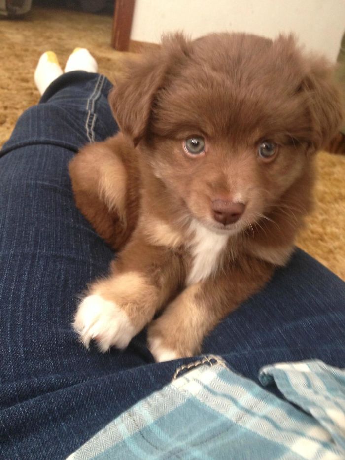 Meet Our Friend Toad, A Mini Aussie That I'm Going To Try To Train To Be A Service Dog For My Daughter With Special Needs
