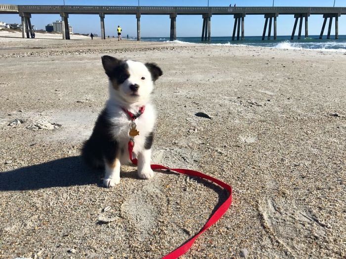 My Dog Ellie As A Pup. This Was Her First Trip To The Beach