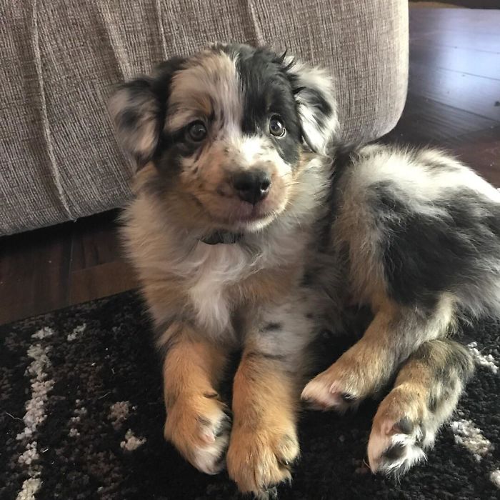 Hey Everyone, Meet Cooper! My 8 Week Old Australian Shepherd
