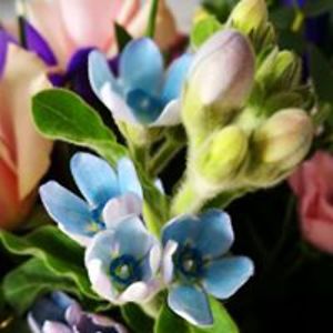 janice_godfrey avatar