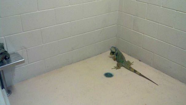 My Iguana Ran Away Out The Back Door. The Police Dept Found Him. I Had To Pick Up My Iguana From Jail