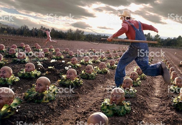 Farmer chasing a naked man through a head cabbage field