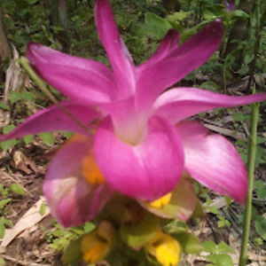 md_ashrafuzzaman avatar