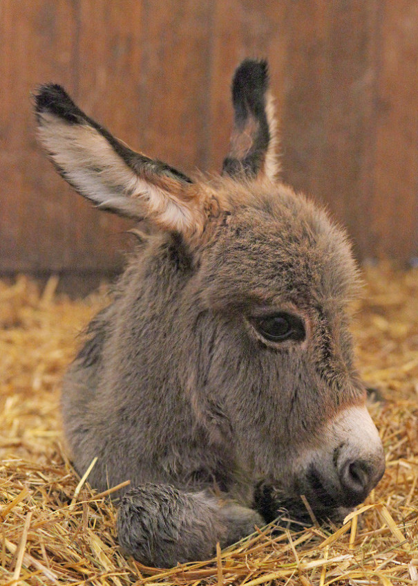We Had A Baby Mini Donkey On Our Farm. His Name Is Opie