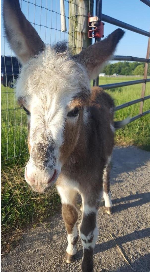 Baby Donkey - She's Just 1-Week-Old